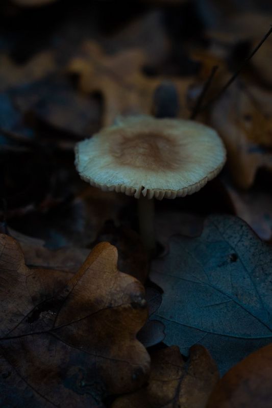 Грибное разнообразие из села Хрустовая в Каменском районе