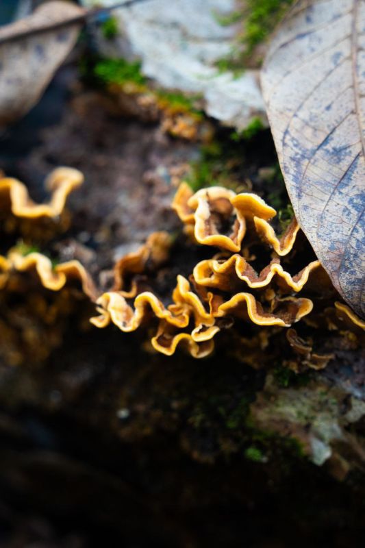 Грибное разнообразие из села Хрустовая в Каменском районе Грибное разнообразие из села Хрустовая в Каменском районе