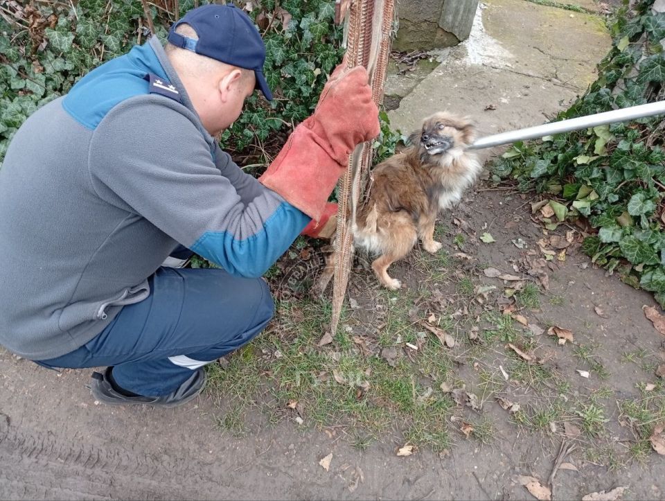 В Тирасполе спасатели освободили собаку, запутавшуюся в проволоке В Тирасполе спасатели освободили собаку, запутавшуюся в проволоке