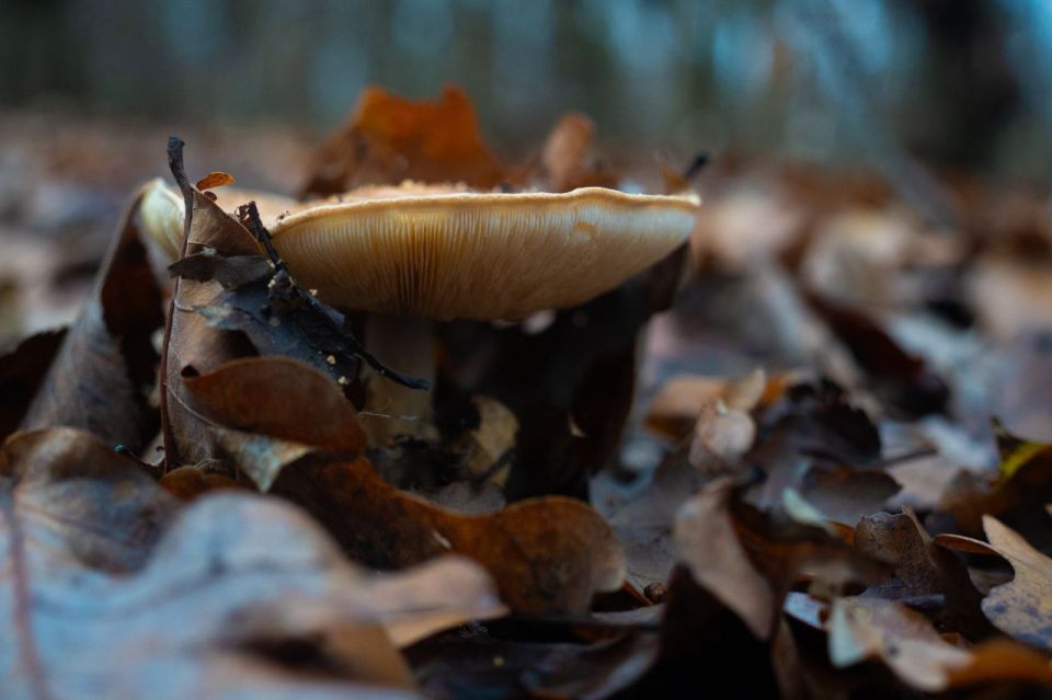 Грибное разнообразие из села Хрустовая в Каменском районе Грибное разнообразие из села Хрустовая в Каменском районе