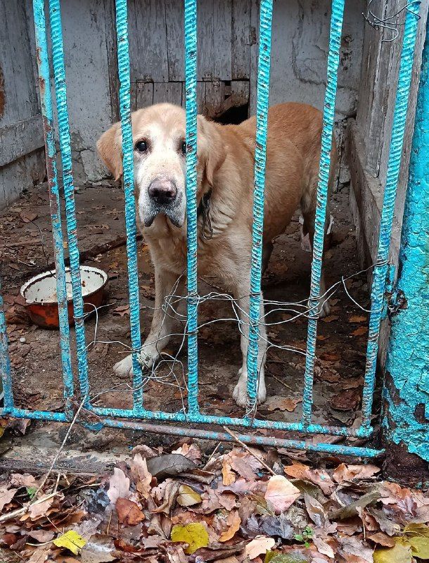 Найдена собака!. В подъезде дома по ул. Ревенялэ, 2 был найден лабрадор палевого окраса, кобель Найдена собака!. В подъезде дома по ул. Ревенялэ, 2 был найден лабрадор палевого окраса, кобель