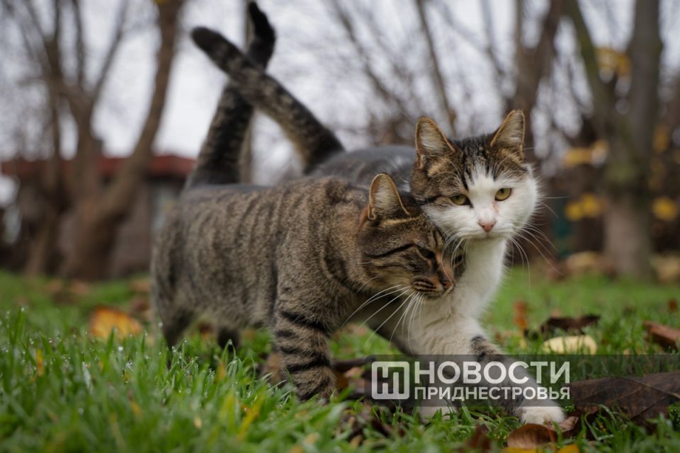 На этой неделе в Приднестровье было тепло, как в середине октября