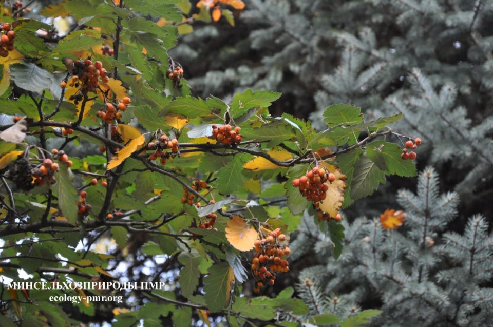 Анализ погоды от главного метеоролога Приднестровья
