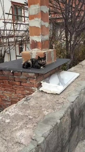 Кот из Турции стал звездой Сети из-за сходства с Леонидом Каневским