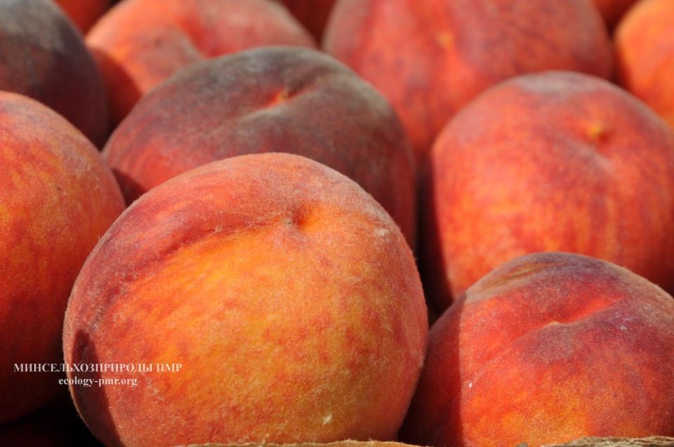 ������ ��������� � 2025 ���� �������� 8,3 ���