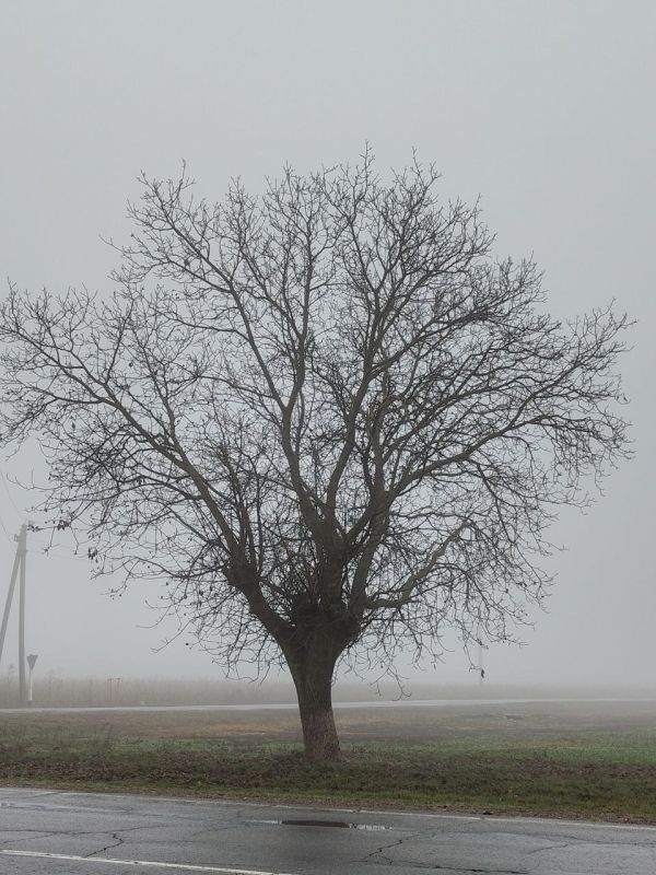 Гидромет: местами туман сохранится по Приднестровью до самого вечера