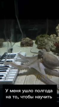 «У меня ушло полгода на то, чтобы научить моего осьминога играть на пианино