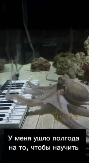 «У меня ушло полгода на то, чтобы научить моего осьминога играть на пианино