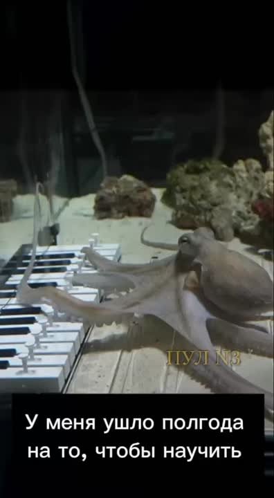 «У меня ушло полгода на то, чтобы научить моего осьминога играть на пианино