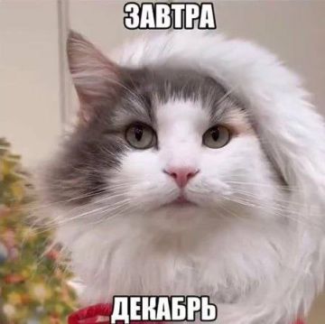 Завтра первый день зимы… время включать режим «чай, плед, Гарри Поттер»