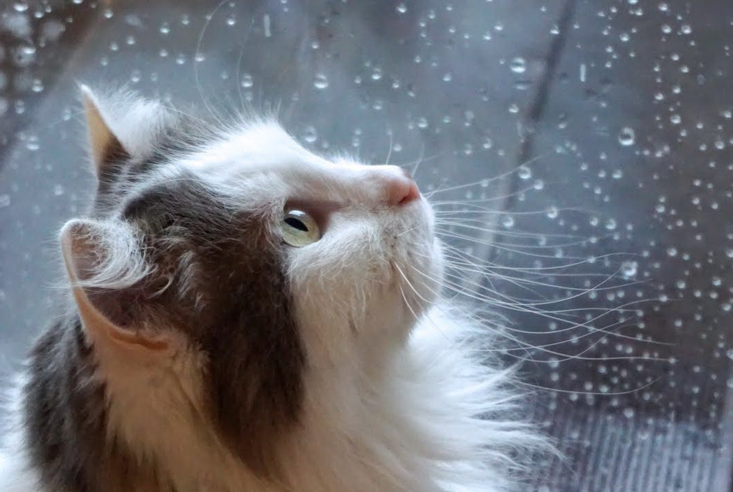 Доброго утра! С первым днем календарной зимы!