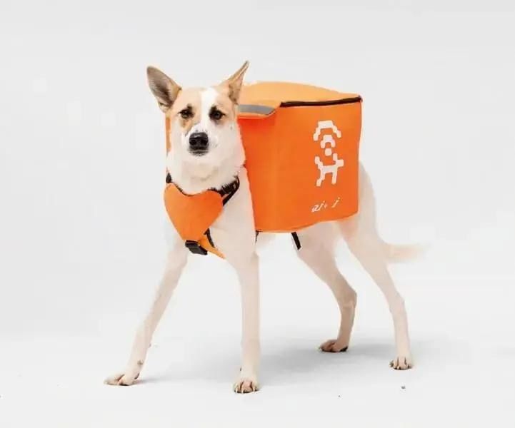 Бездомные собаки начали раздавать вай-фай в Екатеринбурге