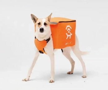 Бездомные собаки начали раздавать вай-фай в Екатеринбурге