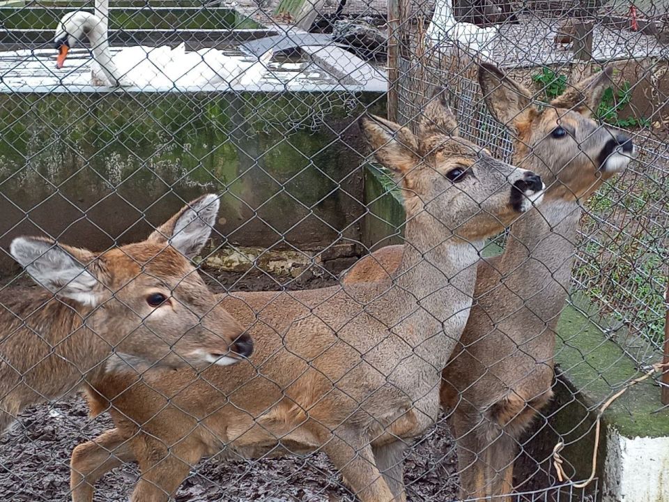Овощи, фрукты, крупы и зерно для дубоссарского зоопарка Овощи, фрукты, крупы и зерно для дубоссарского зоопарка