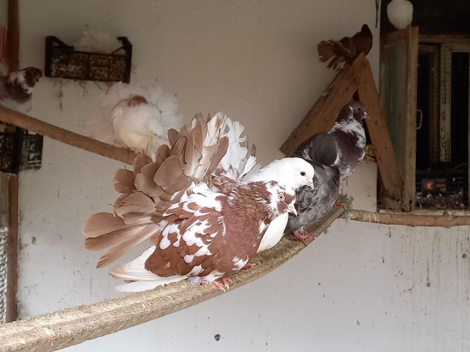 Овощи, фрукты, крупы и зерно для дубоссарского зоопарка Овощи, фрукты, крупы и зерно для дубоссарского зоопарка