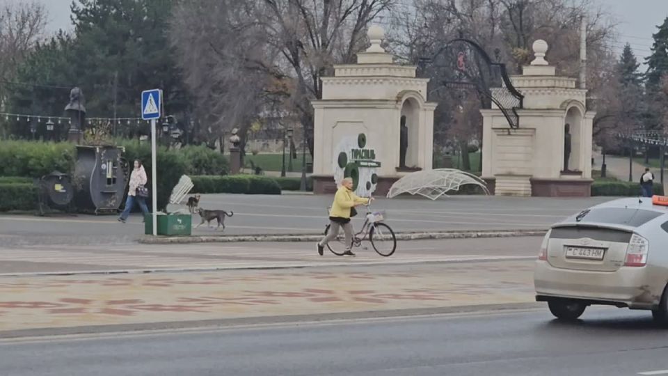 В центре Тирасполя стая бездомных собак нападает на людей