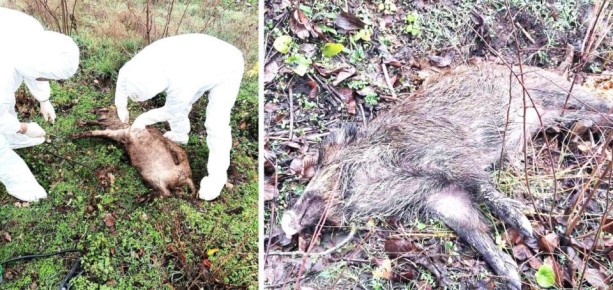 4 трупа кабанов нашли в Чимишлийском районе Молдовы – у них подтвердили африканскую чуму