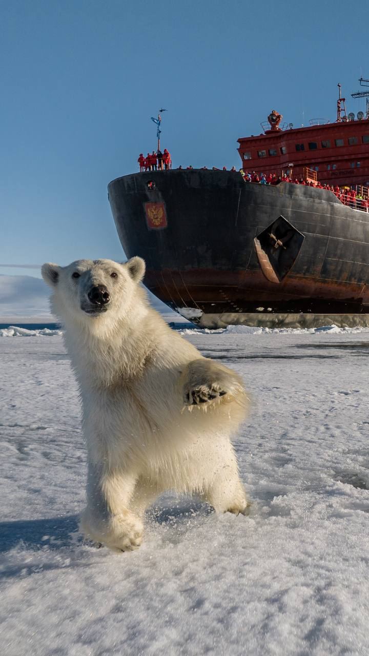 Белый мишка поприветствовал атомный ледокол «50 лет Победы» Белый мишка поприветствовал атомный ледокол «50 лет Победы»