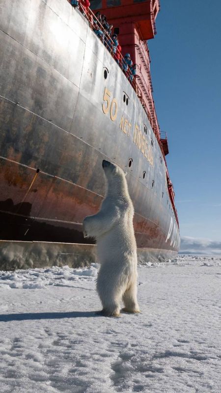 Белый мишка поприветствовал атомный ледокол «50 лет Победы»