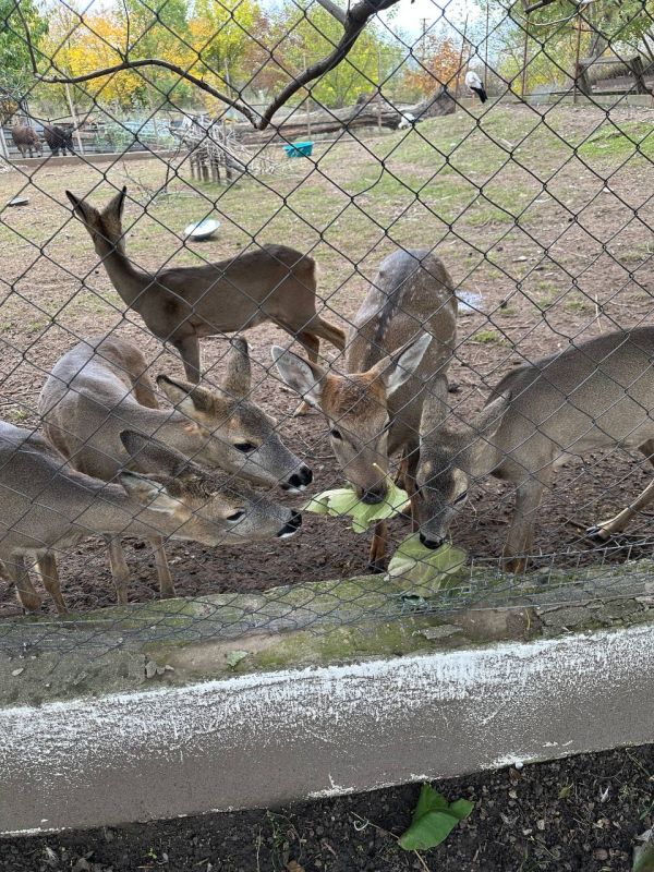 ������� ������������ ����� �5 ������� �����, ������, ����� � ����� ��� �������� ��������