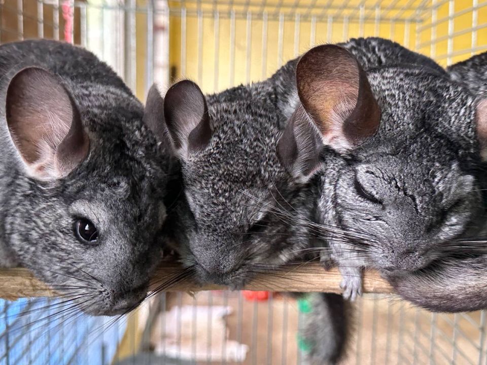 ������� ������������ ����� �5 ������� �����, ������, ����� � ����� ��� �������� ��������