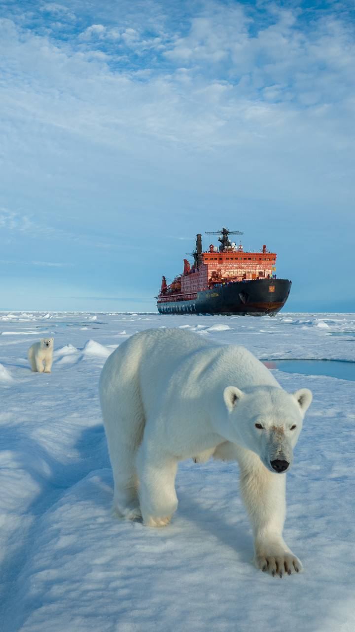 Белый мишка поприветствовал атомный ледокол «50 лет Победы» Белый мишка поприветствовал атомный ледокол «50 лет Победы»