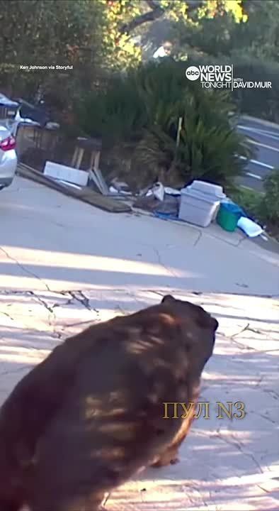 В США показали новую версию «Винни-Пуха» – американец даже не догадывался, что у него под домом больше года жил толстенный медведь: