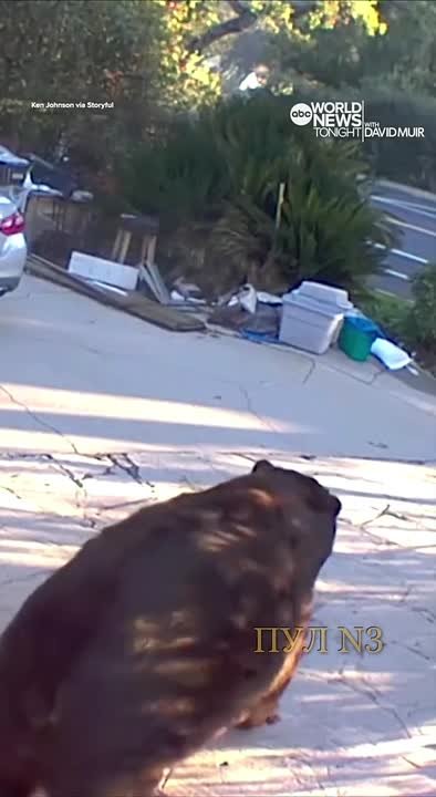 В США показали новую версию «Винни-Пуха» – американец даже не догадывался, что у него под домом больше года жил толстенный медведь: