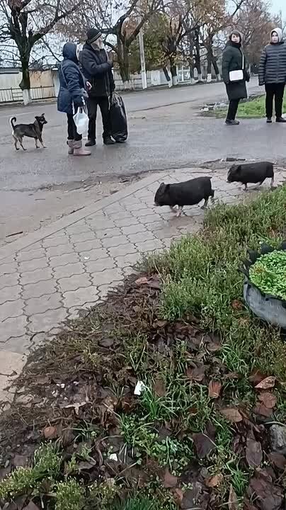 Вот такие хрюшки накануне бегали по посёлку Красное (Слободзеский район)