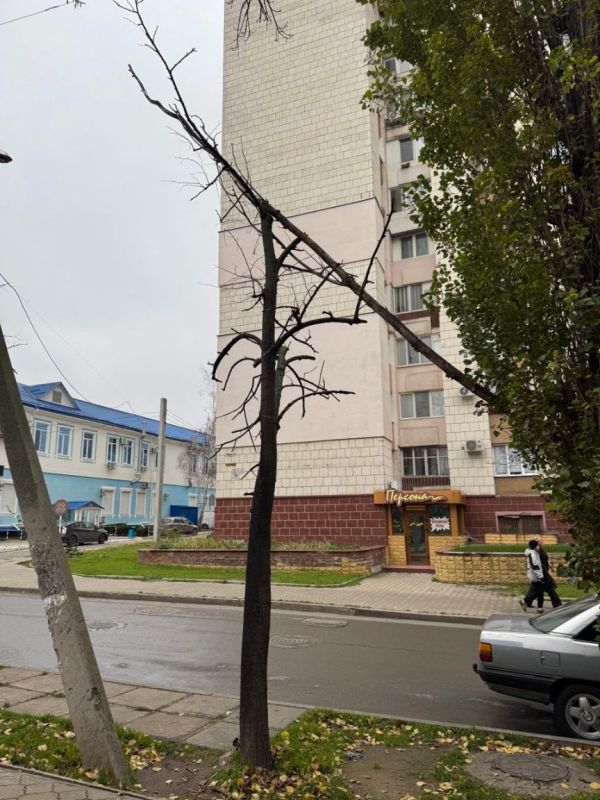 Тираспольчане просят спилить сухое дерево в центре по Котовского 34. Говорят, держится на соплях