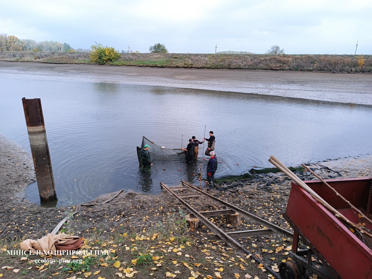 В 2025 году в водоемы Приднестровья выпущено более 800 тысяч рыб В 2025 году в водоемы Приднестровья выпущено более 800 тысяч рыб
