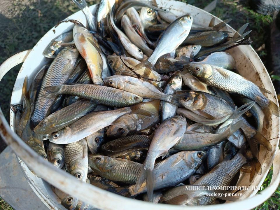 �� ������� ������ ����� ���� ����� ����� ��������, � ������ ���� ������ � ������������ �������������, �������� 275,5 ���