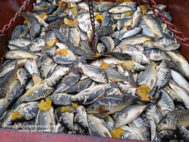 В водоёмы Приднестровья выпустили более 800 тысяч рыб