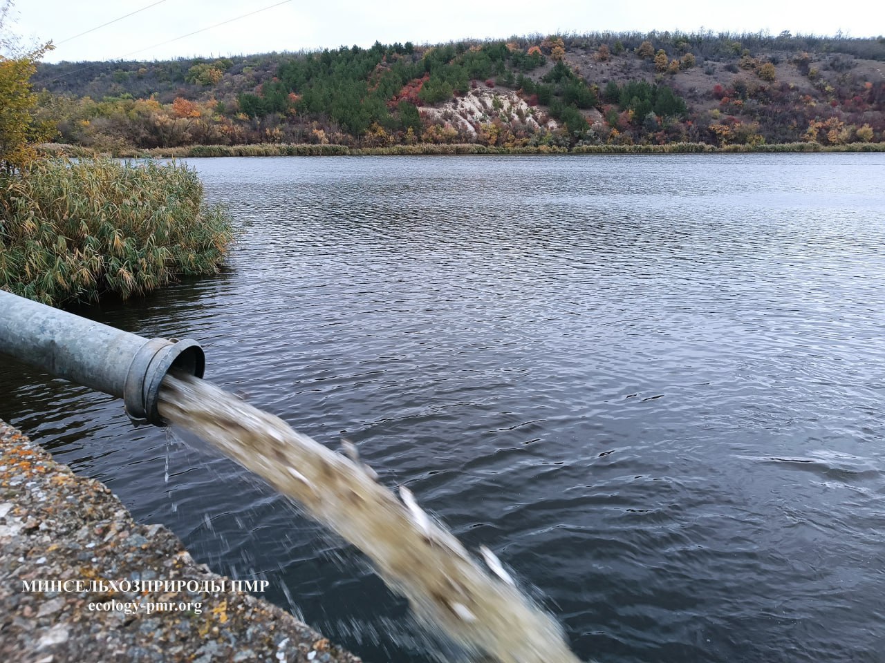 В 2025 году в водоемы Приднестровья выпущено более 800 тысяч рыб В 2025 году в водоемы Приднестровья выпущено более 800 тысяч рыб