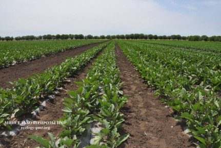 Сегодня Всемирный день почв