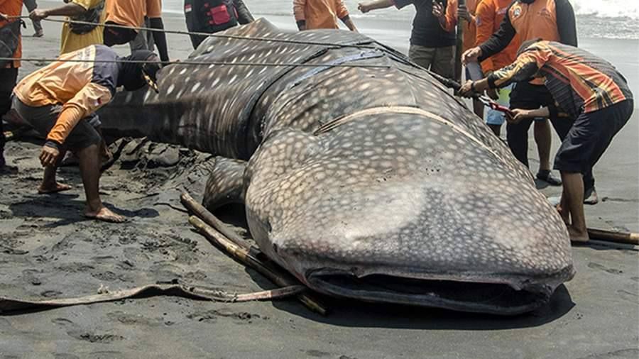 В Индии к приезду Путина поймали девятиметровую китовую акулу: