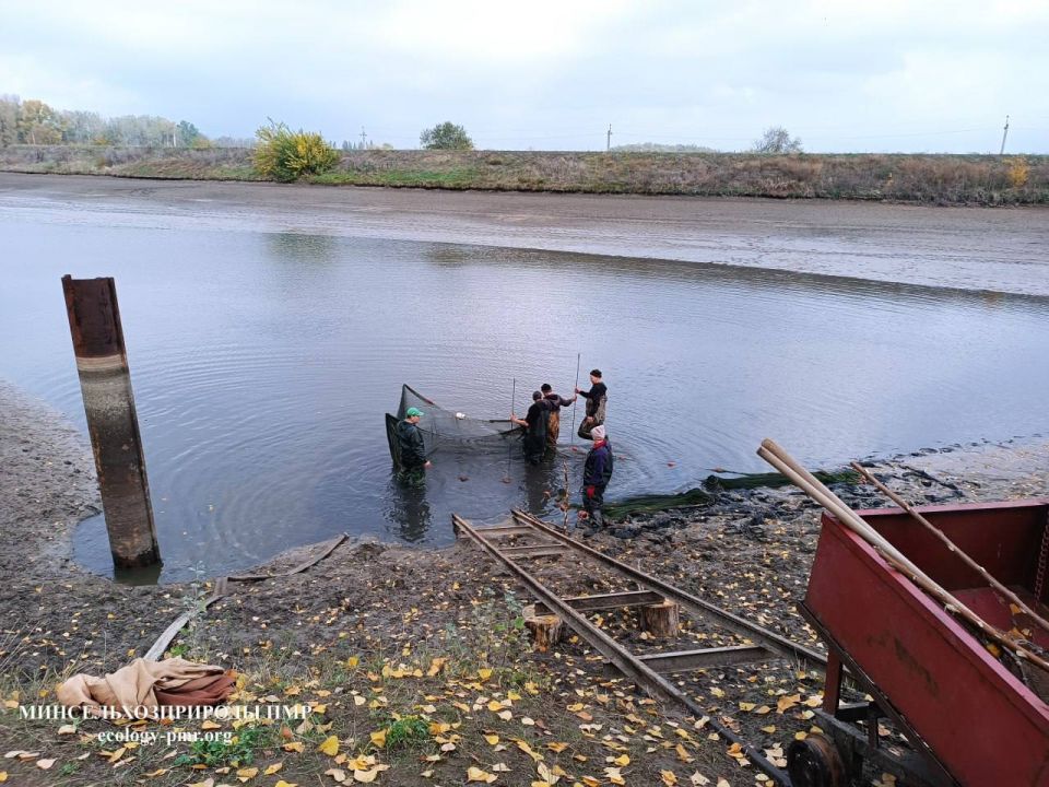 В водоёмы Приднестровья выпустили более 800 тысяч рыб В водоёмы Приднестровья выпустили более 800 тысяч рыб