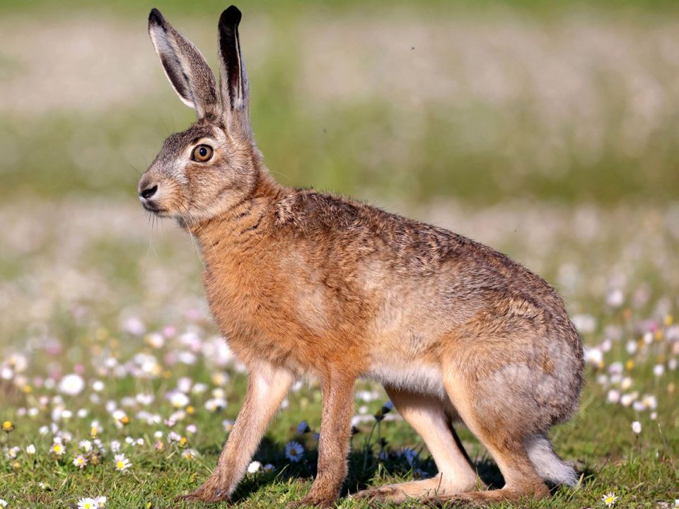 Завтра, 7 декабря, в Приднестровье начнётся сезон охоты на зайца-русака