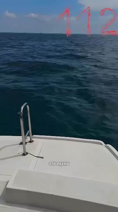 Акула чуть не лишила россиянку двух пальцев на Мальдивах, — СМИ