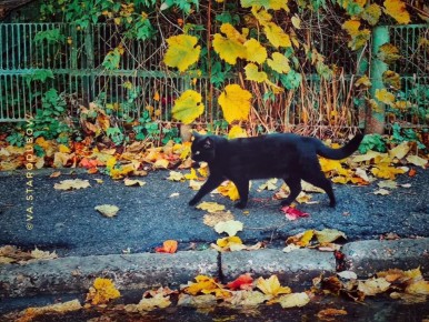 Когда природа рисует, а кот делает кадр идеальным