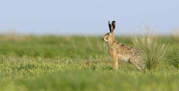 С сегодняшнего в Приднестровье дня стартует сезон охоты на зайца-русака
