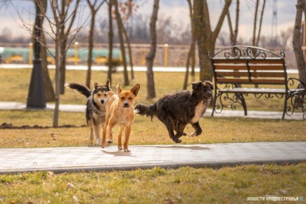 10 человек в Тирасполе пострадали от укусов собак за прошлую неделю