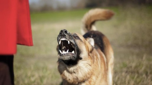 10 тираспольчан пострадали от укусов собак на прошлой неделе, среди них 1 ребёнок
