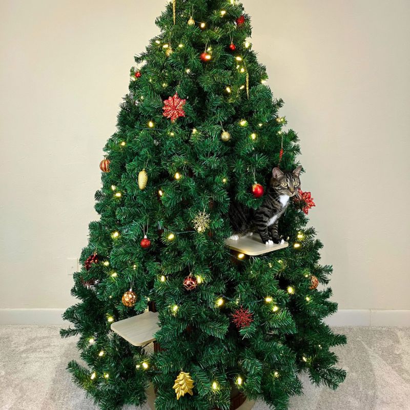 �������� Meowpy ������� ���� ��� �����