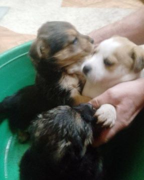 В Каменке спасли трёх щенков