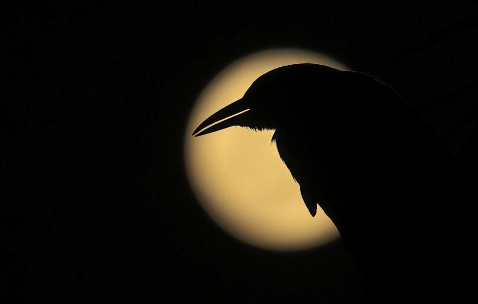 "���������" ����������� ������ ���� ������