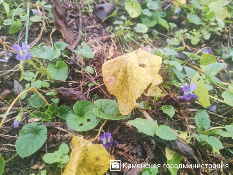 На календаре зима, а в Валя-Адынке зацвели фиалки На календаре зима, а в Валя-Адынке зацвели фиалки