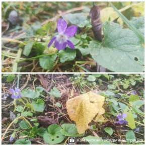 Фиалки цветут на севере Приднестровья в то время, как синоптики прогнозируют первые зимние морозы