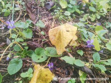 До Нового года — 21 день, а в селе Валя-Адынка зацвели пурпурные фиалки