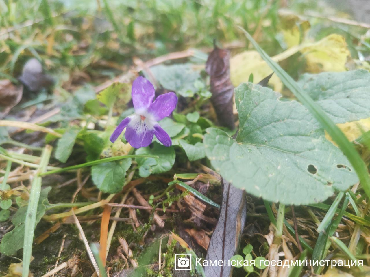 На календаре зима, а в Валя-Адынке зацвели фиалки